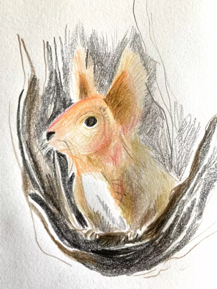A coloured pencil sketch of a red squirrel, looking over a tree branch, he has big, fluffy ears and and black eye. He looks at something in the distance